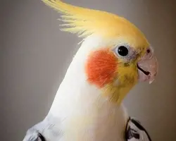 پرنده عروس هلندی ابلق