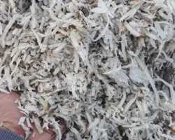 تفاله تر چغندر فله