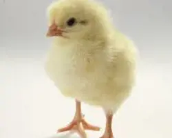 جوجه یکروزه