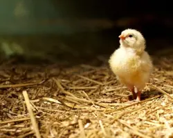 جوجه یکروزه گوشتی ایدا