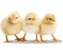 جوجه یکروزه گوشتی 