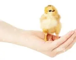 جوجه یکروزه گوشتی آیدا نژاد راس