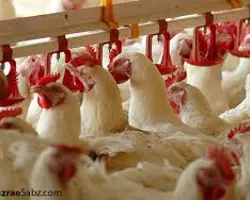 سیستم آبخوری نیپل با لوله چهار گوش به طول 75 متر 