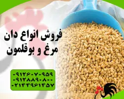 فروش دان بوقلمون