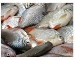  ماهی آمور 200 گرمی