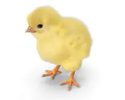 جوجه یکروزه آرین از جنت1