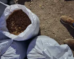 تفاله تر جو بسته بندی خوراک دام