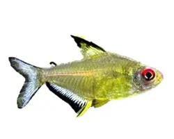ماهی تترا گلدن فانتوم