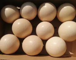 فروش تخم خوراکی و نطفه دار طیور 