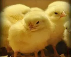 جوجه یکروزه گوشتی نژادآرین
