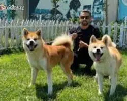 جاپانیز آکیتا