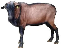 بز آلپاین نر تکه