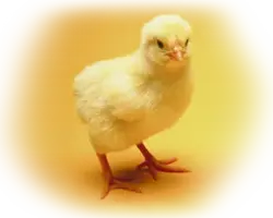 جوجه یک روزه نژاد پلاس