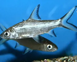 ماهی سیلور شارک 5 تا 6 سانتیمتر
