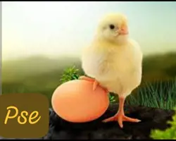 جوجه یکروزه گوشتی نژاد آرین 