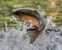 خوراک تخصصی ماهی قزل آلا رنگین کمان