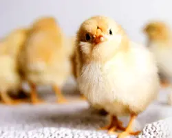 جوجه یکروزه گوشتی نژاد راس 45 هفته