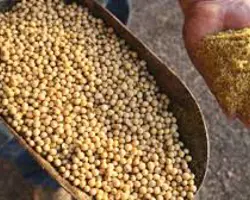 کنجاله سویا برزیل