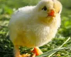 جوجه یک روزه گوشتی