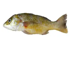 ماهی سنگسر