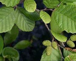برگ تازه توسکا پک 20 عددی