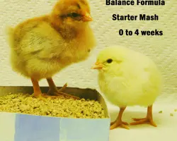 خوراک استارتر جوجه بومی
