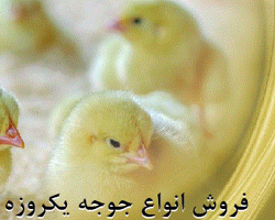 فروش جوجه  گوشتی راس و پلاس - طیور - طیور
