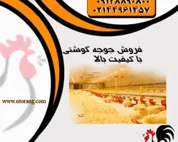فروش جوجه مرغ گوشتی و جوجه یکروزه