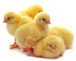 جوجه یکروزه گوشتی آرین