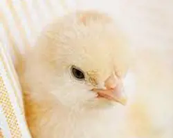 جوجه یکروزه گوشتی چشمه ساران