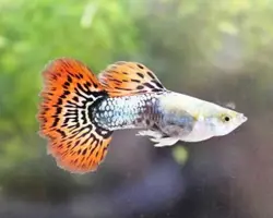 ماهی گوپی کبری بیگ ایر 5 سانتیمتر