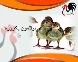 قیمت جوجه یک روزه بومی بوقلمون عمده - پخش کننده