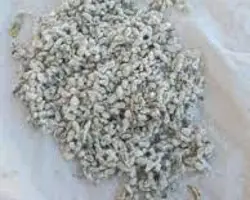 پنبه دانه گلستان 