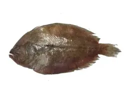 ماهی کفشک (کوشک/ تیزدندان)