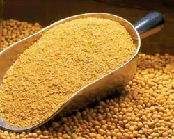 کنجاله سویا گلستان