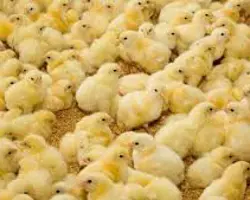 جوجه یکروزه گوشتی کاب
