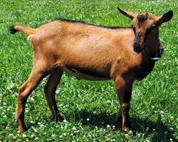 بز آلپاین ماده