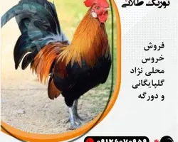 فروش جوجه گلپایگان ، فروش مرغ بومی 