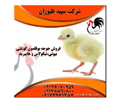 جوجه بوقلمون بیوتی یک‌روزه 