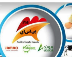 جوجه یکروزه گوشتی 