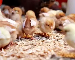 فروش جوجه و مرغ تخمگذار بومی ( تخم قهوه ای )  ؛