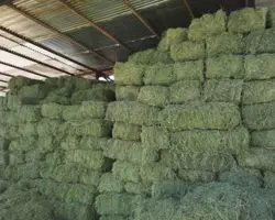 یونجه پرس 