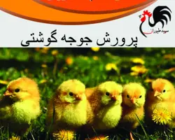فروش جوجه گوشتی پلاس