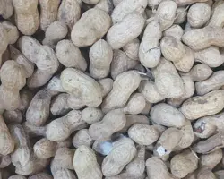 بادام زمینی مخصوص پرندگان 