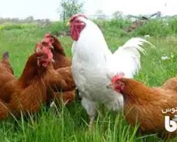 قیمت نیمچه سه ماهه