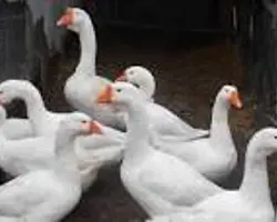 غاز لیندا