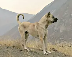 سگ نر سرابی