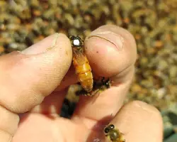 زنبور بومی اصلاح نژاد شده