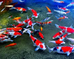 ماهی کوی 5 سانتیمتر