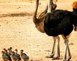شتر مرغ 